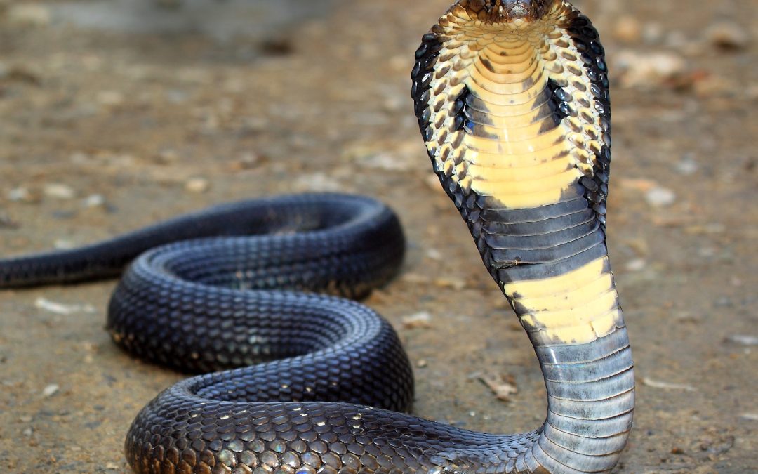 Managing Unwanted Visitors: Snake Removal in Westfield, MA