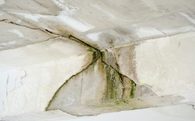 Signs Your Home Needs Mold Remediation Murrieta CA and Steps You Can Take