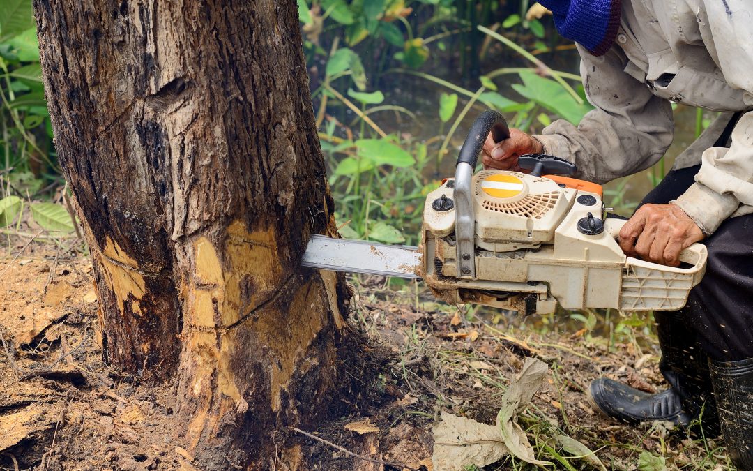 Embracing Nature’s Balance: The Essential Guide to Tree Removal in Murfreesboro, TN