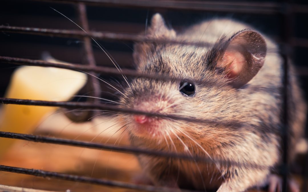 Safeguard Your Home: Expert Rodent Removal in Westfield MA