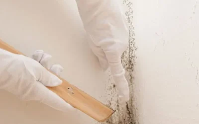 How does a Reliable Mold Removal Company in Omaha, NE, Provide Lasting Solutions For Your Living Space