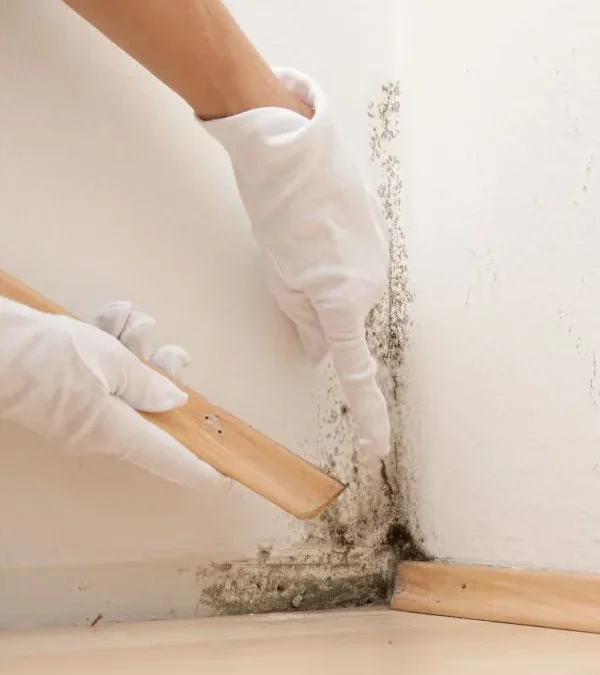 How does a Reliable Mold Removal Company in Omaha, NE, Provide Lasting Solutions For Your Living Space