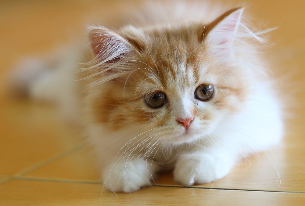 Unveiling the Appeal of Ragdoll Kittens for Sale in Queens