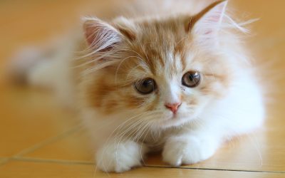 Unveiling the Appeal of Ragdoll Kittens for Sale in Queens