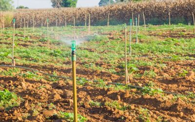 Designing Sustainable Landscapes: The Importance of a Professional Lawn Irrigation System in Round Rock