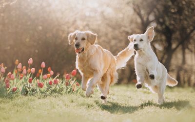 The Rising Popularity of Dog Daycare in Wisconsin Rapids, WI: A Solution for Busy Pet Owner