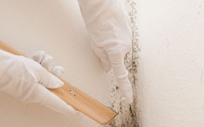 Safeguarding Your Home and Health The Correct Way: The Role of Mold Removal Services in Omaha, NE