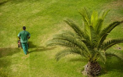Securing Long-Term Lawn Health and Visual Appeal by Partnering with a Renowned Lawn Care Company in Maple Grove