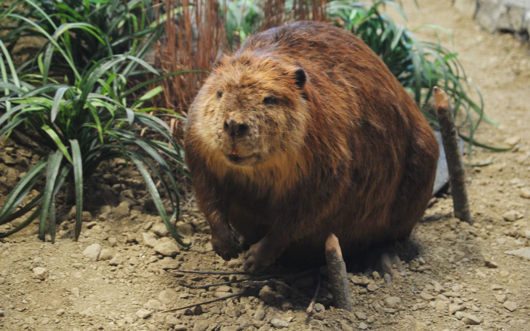Beaver Damaged Your Property? Get Professional Beaver Removal in Westfield, MA