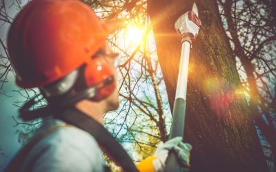 Keeping Your Yard Safe With Professional Tree Trimming Services Largo FL Experts