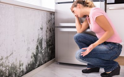 Prevent Costly Damage by Choosing Mold Remediation Tampa Solutions