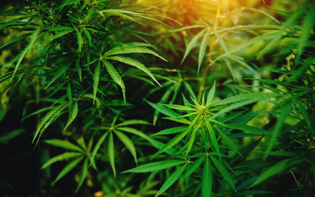 Why busy professionals prefer NYC Weed Delivery for hasslefree and timely marijuana orders