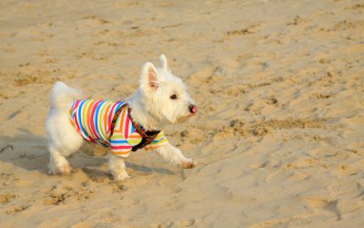 Choosing Healthy Dachshund Puppies For Sale in San Jose, CA for Lifelong Happiness