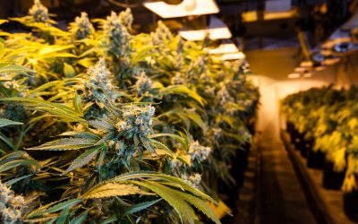 Your Guide to Affordable and Fast Cannabis Options Through Pot Delivery NYC